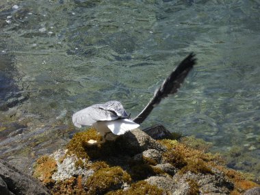 İki martı ölümüne dövüşür, bir martı hafif tüyleri olan bir yetişkin, diğeri ise daha genç ve kahverengi tüyleri ile farklılaşmış. Savaş acımasız, çok şiddetli ve ölümüne. En genç martı öldü.