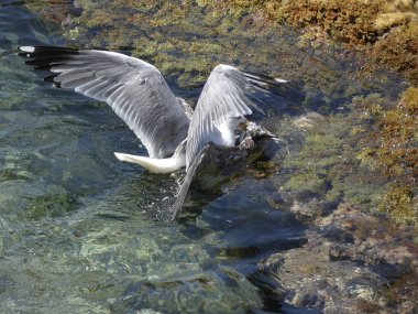 İki martı ölümüne dövüşür, bir martı hafif tüyleri olan bir yetişkin, diğeri ise daha genç ve kahverengi tüyleri ile farklılaşmış. Savaş acımasız, çok şiddetli ve ölümüne. En genç martı öldü.