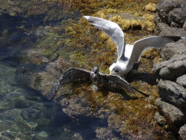 İki martı ölümüne dövüşür, bir martı hafif tüyleri olan bir yetişkin, diğeri ise daha genç ve kahverengi tüyleri ile farklılaşmış. Savaş acımasız, çok şiddetli ve ölümüne. En genç martı öldü.