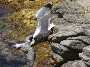 İki martı ölümüne dövüşür, bir martı hafif tüyleri olan bir yetişkin, diğeri ise daha genç ve kahverengi tüyleri ile farklılaşmış. Savaş acımasız, çok şiddetli ve ölümüne. En genç martı öldü.