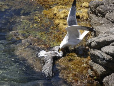 İki martı ölümüne dövüşür, bir martı hafif tüyleri olan bir yetişkin, diğeri ise daha genç ve kahverengi tüyleri ile farklılaşmış. Savaş acımasız, çok şiddetli ve ölümüne. En genç martı öldü.