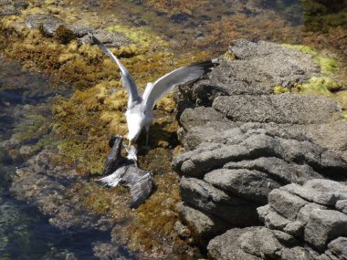 İki martı ölümüne dövüşür, bir martı hafif tüyleri olan bir yetişkin, diğeri ise daha genç ve kahverengi tüyleri ile farklılaşmış. Savaş acımasız, çok şiddetli ve ölümüne. En genç martı öldü.