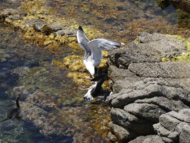 İki martı ölümüne dövüşür, bir martı hafif tüyleri olan bir yetişkin, diğeri ise daha genç ve kahverengi tüyleri ile farklılaşmış. Savaş acımasız, çok şiddetli ve ölümüne. En genç martı öldü.