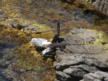 İki martı ölümüne dövüşür, bir martı hafif tüyleri olan bir yetişkin, diğeri ise daha genç ve kahverengi tüyleri ile farklılaşmış. Savaş acımasız, çok şiddetli ve ölümüne. En genç martı öldü.