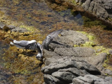 İki martı ölümüne dövüşür, bir martı hafif tüyleri olan bir yetişkin, diğeri ise daha genç ve kahverengi tüyleri ile farklılaşmış. Savaş acımasız, çok şiddetli ve ölümüne. En genç martı öldü.