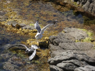 İki martı ölümüne dövüşür, bir martı hafif tüyleri olan bir yetişkin, diğeri ise daha genç ve kahverengi tüyleri ile farklılaşmış. Savaş acımasız, çok şiddetli ve ölümüne. En genç martı öldü.