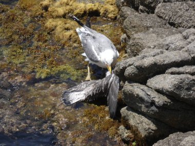 İki martı ölümüne dövüşür, bir martı hafif tüyleri olan bir yetişkin, diğeri ise daha genç ve kahverengi tüyleri ile farklılaşmış. Savaş acımasız, çok şiddetli ve ölümüne. En genç martı öldü.