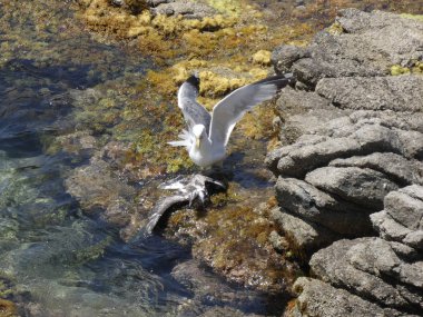 İki martı ölümüne dövüşür, bir martı hafif tüyleri olan bir yetişkin, diğeri ise daha genç ve kahverengi tüyleri ile farklılaşmış. Savaş acımasız, çok şiddetli ve ölümüne. En genç martı öldü.