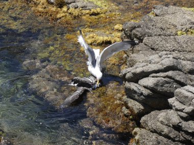 İki martı ölümüne dövüşür, bir martı hafif tüyleri olan bir yetişkin, diğeri ise daha genç ve kahverengi tüyleri ile farklılaşmış. Savaş acımasız, çok şiddetli ve ölümüne. En genç martı öldü.
