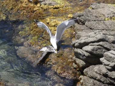 İki martı ölümüne dövüşür, bir martı hafif tüyleri olan bir yetişkin, diğeri ise daha genç ve kahverengi tüyleri ile farklılaşmış. Savaş acımasız, çok şiddetli ve ölümüne. En genç martı öldü.