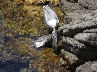 İki martı ölümüne dövüşür, bir martı hafif tüyleri olan bir yetişkin, diğeri ise daha genç ve kahverengi tüyleri ile farklılaşmış. Savaş acımasız, çok şiddetli ve ölümüne. En genç martı öldü.