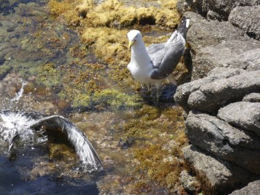 İki martı ölümüne dövüşür, bir martı hafif tüyleri olan bir yetişkin, diğeri ise daha genç ve kahverengi tüyleri ile farklılaşmış. Savaş acımasız, çok şiddetli ve ölümüne. En genç martı öldü.