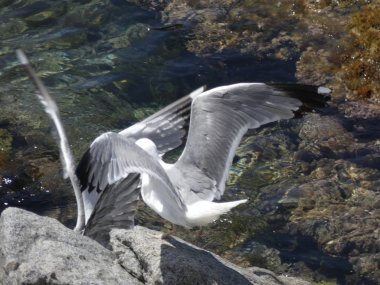 İki martı ölümüne dövüşür, bir martı hafif tüyleri olan bir yetişkin, diğeri ise daha genç ve kahverengi tüyleri ile farklılaşmış. Savaş acımasız, çok şiddetli ve ölümüne. En genç martı öldü.