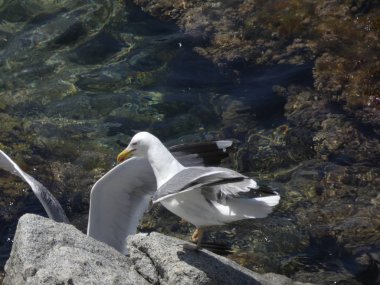 İki martı ölümüne dövüşür, bir martı hafif tüyleri olan bir yetişkin, diğeri ise daha genç ve kahverengi tüyleri ile farklılaşmış. Savaş acımasız, çok şiddetli ve ölümüne. En genç martı öldü.