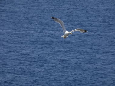 Martı mavi gökyüzünde uçuyor, kimsenin yavrularını rahatsız etmemesini izliyor.