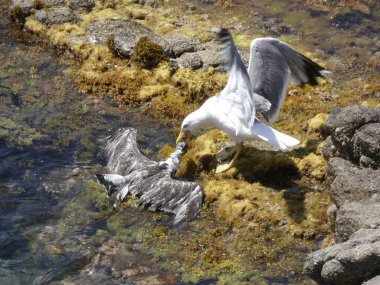 İki martı ölümüne dövüşür, bir martı hafif tüyleri olan bir yetişkin, diğeri ise daha genç ve kahverengi tüyleri ile farklılaşmış. Savaş acımasız, çok şiddetli ve ölümüne. En genç martı öldü.