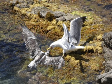 İki martı ölümüne dövüşür, bir martı hafif tüyleri olan bir yetişkin, diğeri ise daha genç ve kahverengi tüyleri ile farklılaşmış. Savaş acımasız, çok şiddetli ve ölümüne. En genç martı öldü.