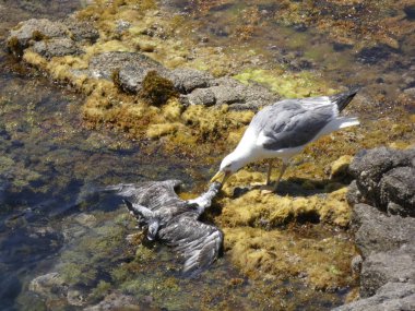 İki martı ölümüne dövüşür, bir martı hafif tüyleri olan bir yetişkin, diğeri ise daha genç ve kahverengi tüyleri ile farklılaşmış. Savaş acımasız, çok şiddetli ve ölümüne. En genç martı öldü.