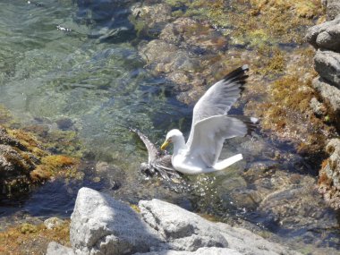 İki martı ölümüne dövüşür, bir martı hafif tüyleri olan bir yetişkin, diğeri ise daha genç ve kahverengi tüyleri ile farklılaşmış. Savaş acımasız, çok şiddetli ve ölümüne. En genç martı öldü.