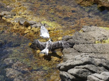 İki martı ölümüne dövüşür, bir martı hafif tüyleri olan bir yetişkin, diğeri ise daha genç ve kahverengi tüyleri ile farklılaşmış. Savaş acımasız, çok şiddetli ve ölümüne. En genç martı öldü.