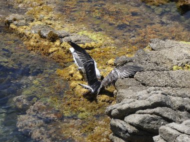 İki martı ölümüne dövüşür, bir martı hafif tüyleri olan bir yetişkin, diğeri ise daha genç ve kahverengi tüyleri ile farklılaşmış. Savaş acımasız, çok şiddetli ve ölümüne. En genç martı öldü.