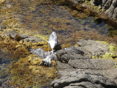 İki martı ölümüne dövüşür, bir martı hafif tüyleri olan bir yetişkin, diğeri ise daha genç ve kahverengi tüyleri ile farklılaşmış. Savaş acımasız, çok şiddetli ve ölümüne. En genç martı öldü.