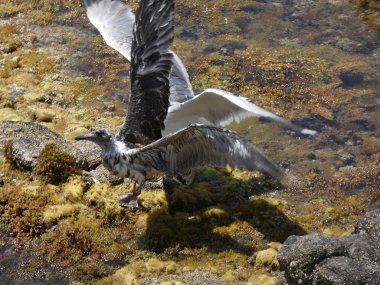 İki martı ölümüne dövüşür, bir martı hafif tüyleri olan bir yetişkin, diğeri ise daha genç ve kahverengi tüyleri ile farklılaşmış. Savaş acımasız, çok şiddetli ve ölümüne. En genç martı öldü.
