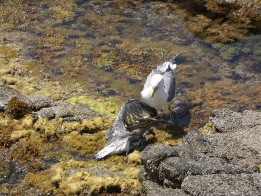 İki martı ölümüne dövüşür, bir martı hafif tüyleri olan bir yetişkin, diğeri ise daha genç ve kahverengi tüyleri ile farklılaşmış. Savaş acımasız, çok şiddetli ve ölümüne. En genç martı öldü.