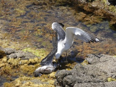 İki martı ölümüne dövüşür, bir martı hafif tüyleri olan bir yetişkin, diğeri ise daha genç ve kahverengi tüyleri ile farklılaşmış. Savaş acımasız, çok şiddetli ve ölümüne. En genç martı öldü.