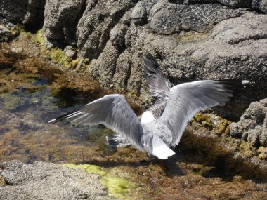 İki martı ölümüne dövüşür, bir martı hafif tüyleri olan bir yetişkin, diğeri ise daha genç ve kahverengi tüyleri ile farklılaşmış. Savaş acımasız, çok şiddetli ve ölümüne. En genç martı öldü.