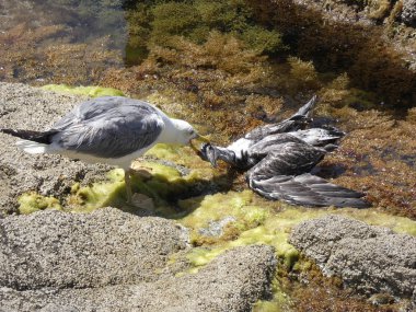 İki martı ölümüne dövüşür, bir martı hafif tüyleri olan bir yetişkin, diğeri ise daha genç ve kahverengi tüyleri ile farklılaşmış. Savaş acımasız, çok şiddetli ve ölümüne. En genç martı öldü.
