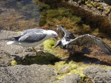 İki martı ölümüne dövüşür, bir martı hafif tüyleri olan bir yetişkin, diğeri ise daha genç ve kahverengi tüyleri ile farklılaşmış. Savaş acımasız, çok şiddetli ve ölümüne. En genç martı öldü.