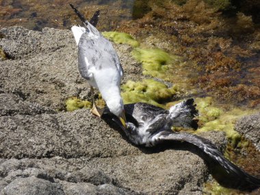 İki martı ölümüne dövüşür, bir martı hafif tüyleri olan bir yetişkin, diğeri ise daha genç ve kahverengi tüyleri ile farklılaşmış. Savaş acımasız, çok şiddetli ve ölümüne. En genç martı öldü.