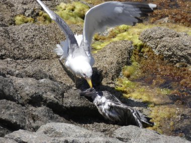 İki martı ölümüne dövüşür, bir martı hafif tüyleri olan bir yetişkin, diğeri ise daha genç ve kahverengi tüyleri ile farklılaşmış. Savaş acımasız, çok şiddetli ve ölümüne. En genç martı öldü.