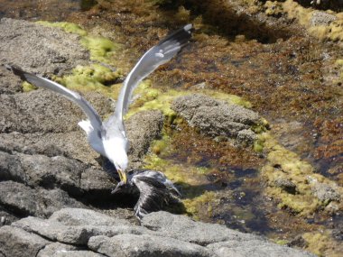 İki martı ölümüne dövüşür, bir martı hafif tüyleri olan bir yetişkin, diğeri ise daha genç ve kahverengi tüyleri ile farklılaşmış. Savaş acımasız, çok şiddetli ve ölümüne. En genç martı öldü.
