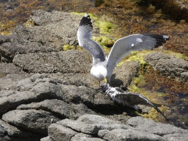İki martı ölümüne dövüşür, bir martı hafif tüyleri olan bir yetişkin, diğeri ise daha genç ve kahverengi tüyleri ile farklılaşmış. Savaş acımasız, çok şiddetli ve ölümüne. En genç martı öldü.
