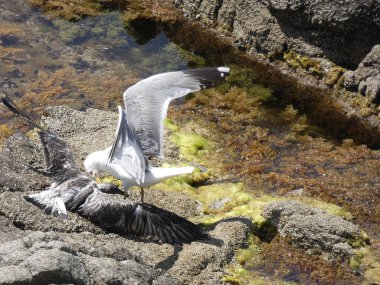İki martı ölümüne dövüşür, bir martı hafif tüyleri olan bir yetişkin, diğeri ise daha genç ve kahverengi tüyleri ile farklılaşmış. Savaş acımasız, çok şiddetli ve ölümüne. En genç martı öldü.