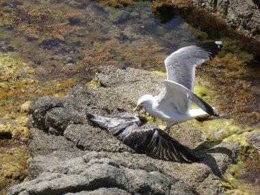 İki martı ölümüne dövüşür, bir martı hafif tüyleri olan bir yetişkin, diğeri ise daha genç ve kahverengi tüyleri ile farklılaşmış. Savaş acımasız, çok şiddetli ve ölümüne. En genç martı öldü.