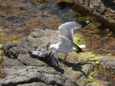 İki martı ölümüne dövüşür, bir martı hafif tüyleri olan bir yetişkin, diğeri ise daha genç ve kahverengi tüyleri ile farklılaşmış. Savaş acımasız, çok şiddetli ve ölümüne. En genç martı öldü.