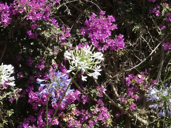 Beautiful Aromatic Flowers Seen Side Road Look Well Kept Flowers — Stock Photo, Image