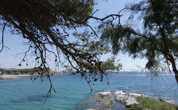 Cônes Pin Contre Jour Avec Fond Bleu Mer Méditerranée — Photo