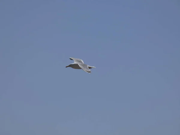 Gaivotas Voando Acima Mar Azul Entre Falésias Observando Entrada Outros — Fotografia de Stock