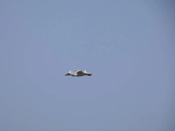 Burung Camar Terbang Atas Laut Biru Dan Antara Tebing Mengawasi — Stok Foto