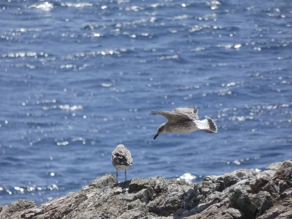 Чайки Летают Над Синим Морем Между Скалами Наблюдая Входом Других — стоковое фото