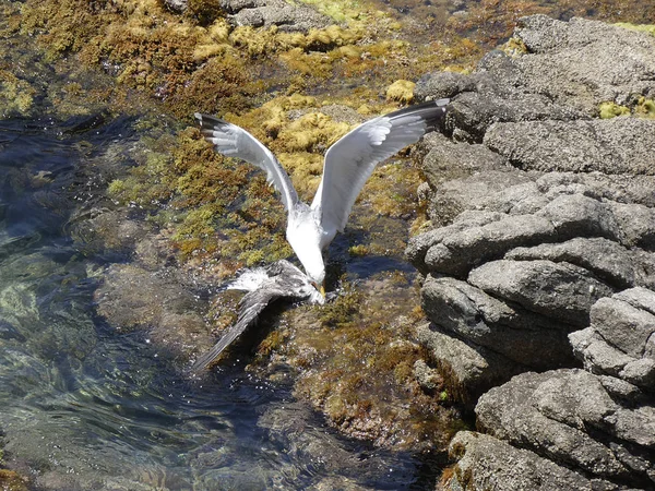 İki martı ölümüne dövüşür, bir martı hafif tüyleri olan bir yetişkin, diğeri ise daha genç ve kahverengi tüyleri ile farklılaşmış. Savaş acımasız, çok şiddetli ve ölümüne. En genç martı öldü.