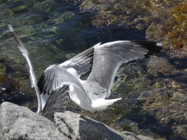 İki martı ölümüne dövüşür, bir martı hafif tüyleri olan bir yetişkin, diğeri ise daha genç ve kahverengi tüyleri ile farklılaşmış. Savaş acımasız, çok şiddetli ve ölümüne. En genç martı öldü.