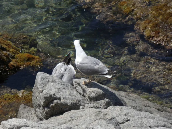 Deux Mouettes Battent Mort Une Mouette Est Adulte Avec Ses — Photo