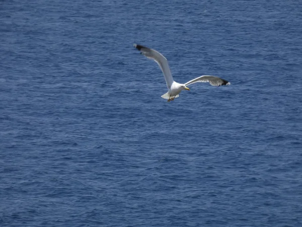 Martı mavi gökyüzünde uçuyor, kimsenin yavrularını rahatsız etmemesini izliyor.