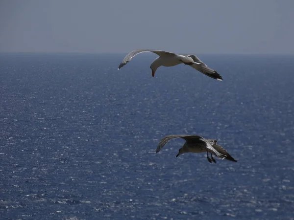 Seagull flying through the blue sky, watching that no one bothers her chicks