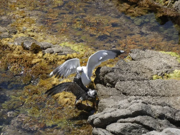 İki martı ölümüne dövüşür, bir martı hafif tüyleri olan bir yetişkin, diğeri ise daha genç ve kahverengi tüyleri ile farklılaşmış. Savaş acımasız, çok şiddetli ve ölümüne. En genç martı öldü.